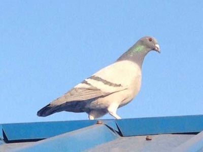 ���Ϻø������ �⡰��������