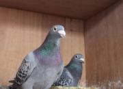 �ø�͵÷ţ��ŷ���Ҳ��Ŷ�����