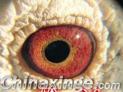 ��ǰ��ָ�� һ�ڸ��������(ͼ)