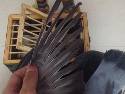 ���붪ʧ��ʮ���ӻ� ��򱻹���(ͼ)