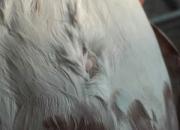���˹֣��Ÿ�Ҳ���ഺ����(ͼ)
