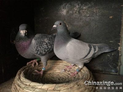 �Լ�����ָ롰����ա�(ͼ)