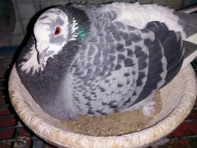 ��Ҳ�����������ñ�ķ��