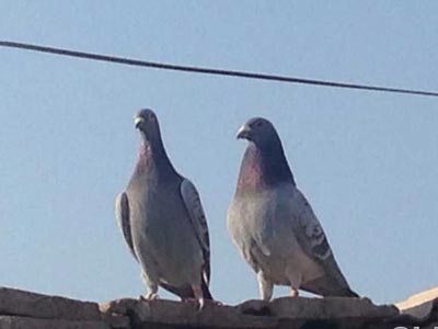 �ſھ�Ҫʮ���� ��˵�������Ч��