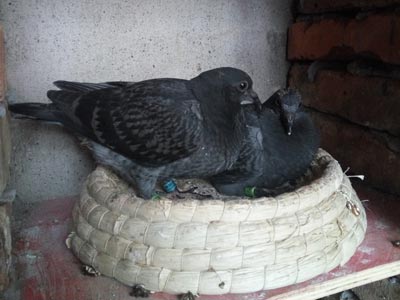 �˹���ι ���ò���(ͼ)