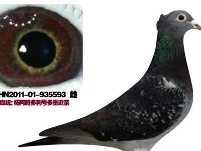 ��Ѫ������� ͷ��ë(ͼ)