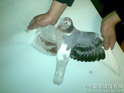 ������Щ����ɫ �������۰�ѧ��(ͼ)