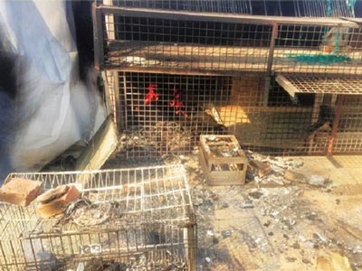 ¥������һ����� 40ֻ�Ÿ�ɿ����(ͼ)