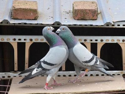 ץ�ģ��ҿ����ľ���������(ͼ)