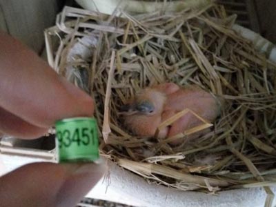 ��ô����׻���(ͼ)