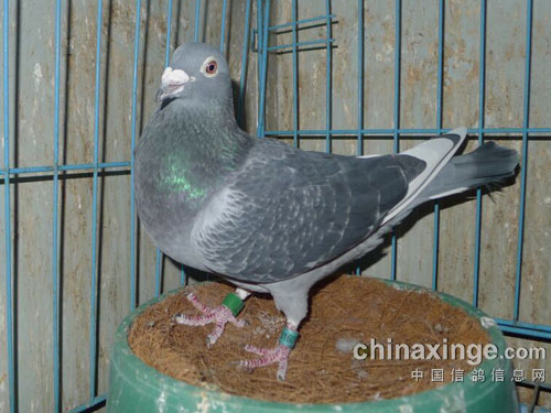 ȥ�����ȫ����û ������������ս(ͼ)