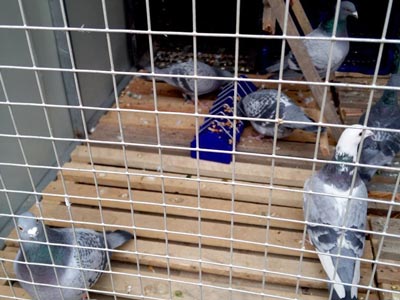 ѧ�������� �Ĳ�������(ͼ)