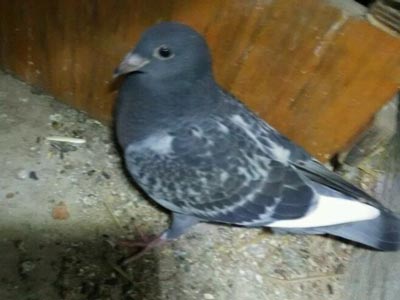 �³�С���� һ�����һ���(ͼ)