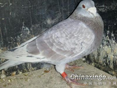 ���Ϻø������ �����˶�������(ͼ)