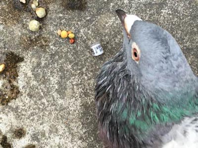 ���ӳԵ��Ż� �ɹ�ȡ���˺�����(ͼ)