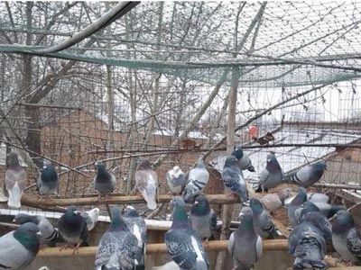 ��ĸ�̻������� ���ô����ھ��ر�