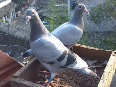 ���ϵľ�Ӳץ ���ָ��ѻ��ܽ�����