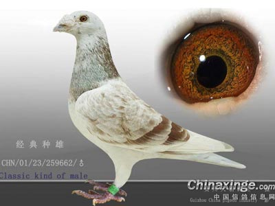 ȫʵľ���¸��� ��Ѫ��������(ͼ)