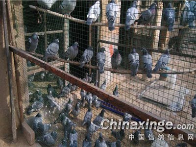 ���½����� �ָ��ܶ��൱�ߣ�(ͼ)