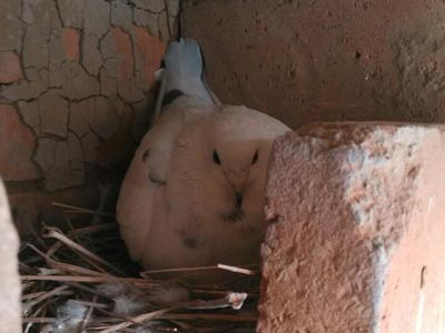 ������ôС �ָ������ɻ��(ͼ)