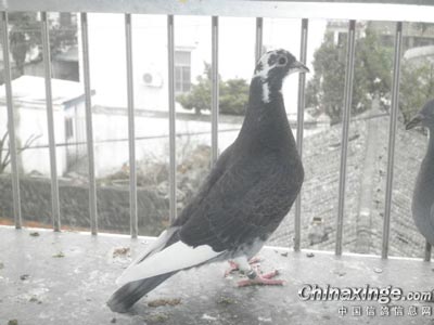 �������ͣ��Լҳ�Զ���Ÿ�(ͼ)