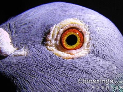 ��Ⱥ������� ����������(ͼ)