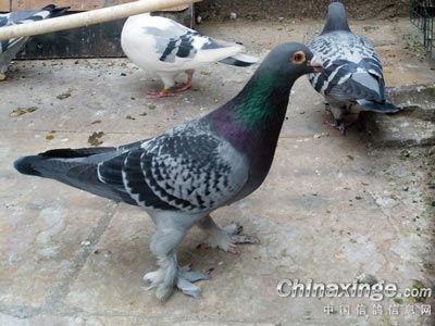 �ҵ��ָ�������(ͼ)