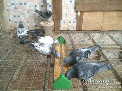 ʮ���Ե������������Ϊ����(ͼ)