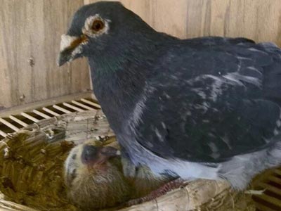 ������ҩ���� �ϸ�ɹ�����(ͼ)