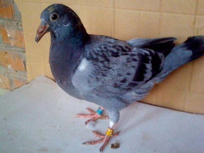 ����̭ɱʮһ�� Ȱ������������