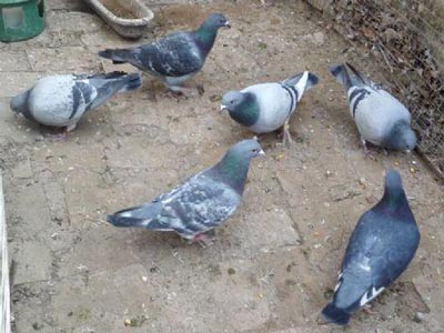 ũ������ ��������(ͼ)