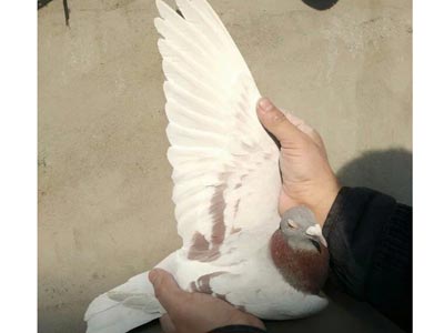 ���ܱ�����ϧ����(ͼ)