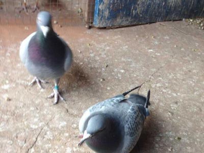 ������������ ĸ�ױ���Ҫ����