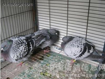 治疗春季腺病毒 五天恢复无死亡