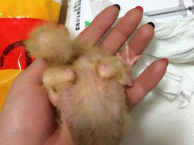 ף�Һ�Զ����ι�׸���ι��(ͼ)