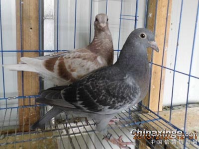 ս��ɳ�������ǵ�����(ͼ)