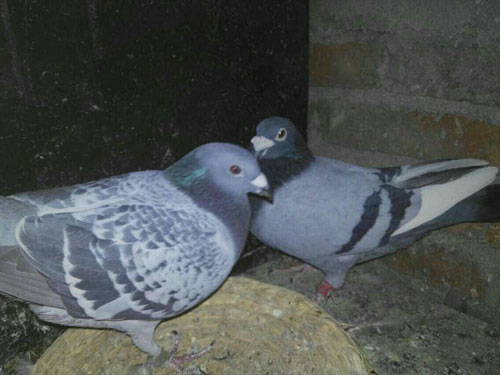 �����Զ���ҵ����־���й�ղɭ(ͼ)