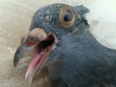 ɱ��ҩι���� ��ĸ�����(ͼ)