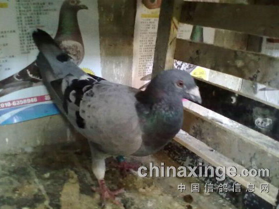 ���벻�������ָ�����������(ͼ)