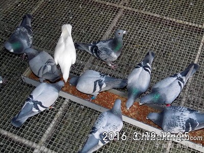 �����������������ʺϱ����ĸ���