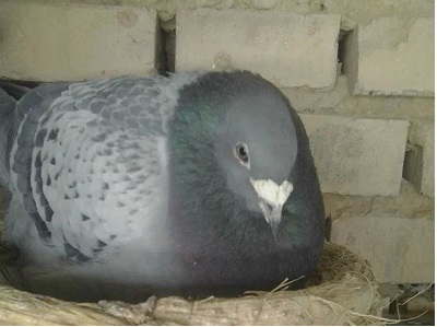 ���Ƹ��ûؼ� ֹͣ�µ��Ǻ���