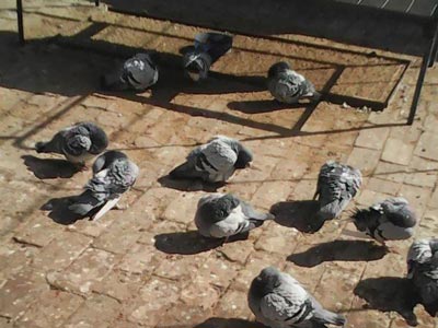 ���͡���н�ø� ȡ��ø�����������