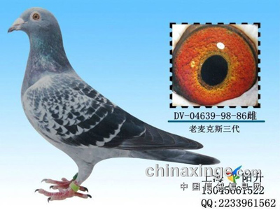 ղɭ����ϵ��һ(ͼ)