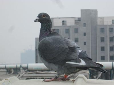 �������� ����ָ��(ͼ)