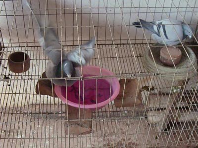 �������У�Ϊ�������ָ�ϴ��ʵ¼(ͼ)