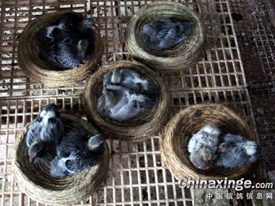 ���������� С�������ģ����(ͼ)