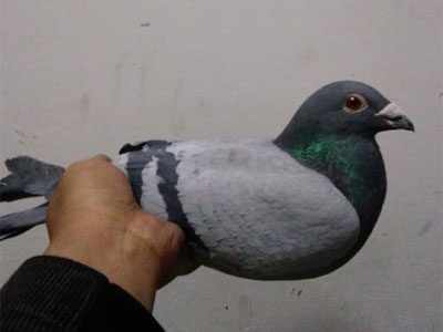 ֧Ԯ�ĸ��Ӹ���Ǯ��