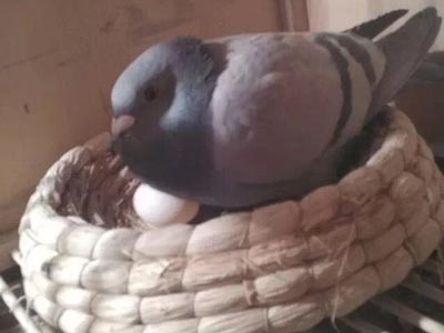 �������ô��ҩ 12�Ե������3��