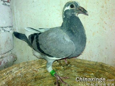 ���û��䣺���캬����ι���׸�