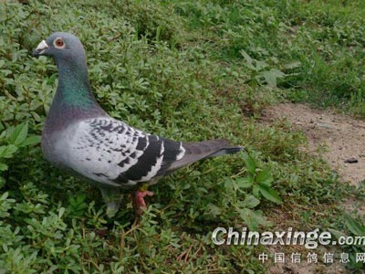 �û��������꿪�� ���ỷ��������(ͼ)